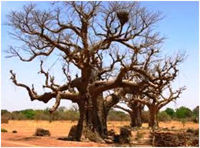  baobab