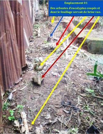 Têtes arbres coupés