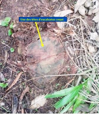 tête arbuste coupé